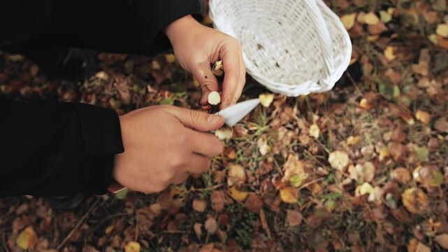 Man cuts off the tip volva cup bulb of mushroom stalk stipe stem using a knife. Search for edible mushrooms birch bolete in fall forest in October. Mushroom hunting foraging for scaber stalk