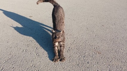 The cat stretches. A dark gray cat basks in the sun. Background, place for text. The cat just woke...