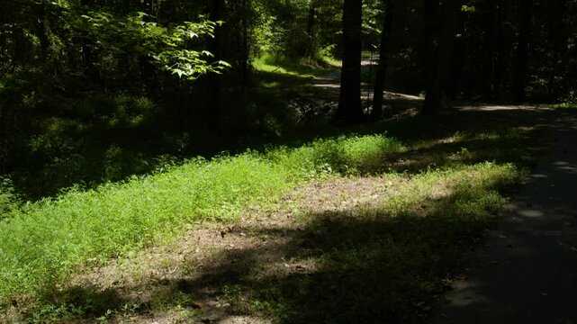 Forest Of Parkers Cross Roads Civil War Battlefield 