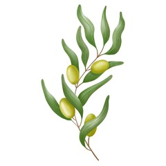 Watercolor olive oliva branch with olives isolated