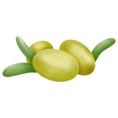 Watercolor olives  isolated on white background