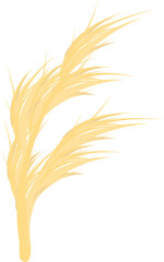 Two golden wheat stalks growing in the wind, isolated on a white background
