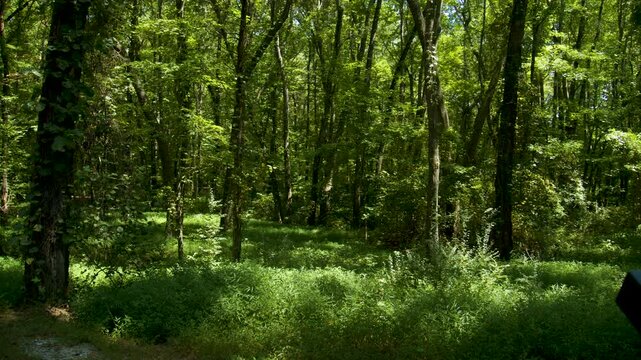 Road In Woods At Parkers Cross Roads Civil War Battlefield 