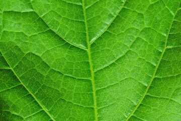 Texture of nature green leaf. Natural green leaf background. Spring summer design elements. Nature plant leaf texture pattern with copy space, template, mockup. Macro view. Backdrop