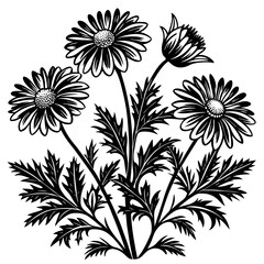 German Chamomile Silhouette Vector Art