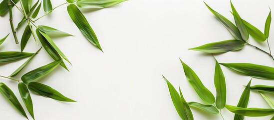 Fototapeta premium Bamboo leaves set against a white background. with copy space image. Place for adding text or design