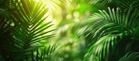 Fototapeta premium Close up cropped green palm leaves. with copy space image. Place for adding text or design