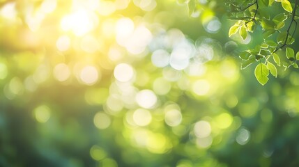 Obraz premium Lush green foliage with soft sunlight filtering through the forest canopy