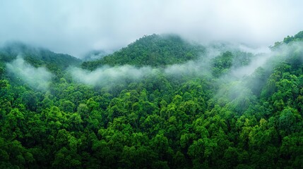 Clouds gathering over a rainforest preparing for a heavy downpour emphasizing the role of precipitation in tropical ecosystems
