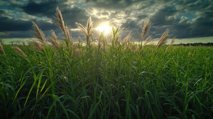 Obraz premium In the sunlight, green grass blades sway gently, seen up close against the backdrop of a bright blue sky and fluffy clouds.