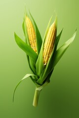 Obraz premium Close up of ripe corn on the cob with husk, a popular summer fruit in detailed view