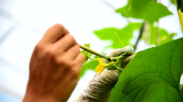Use Natural hormones for parthenogenesis for insemination pollination the melon flower  