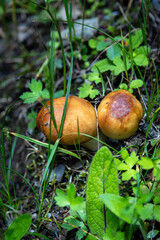 A boletus mushroom in the forest