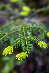 Close up of fir needles