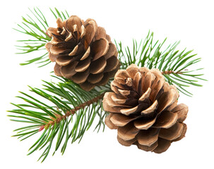 PNG Pine cones with evergreen needles