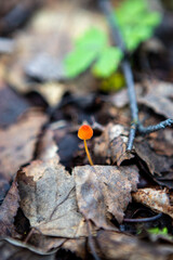 A mushroom grew out of the decaying leaves