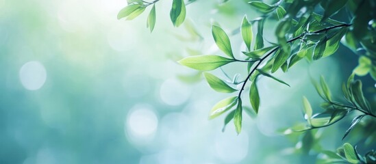 Obraz premium Abstract nature background picture. with copy space image. Place for adding text or design