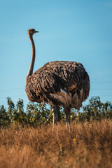 Naklejka premium Discover the animals of the Peaugres safari in France