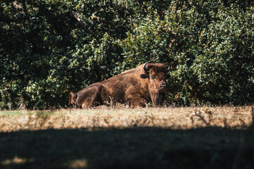 Fototapeta premium Discover the animals of the Peaugres safari in France and its bison