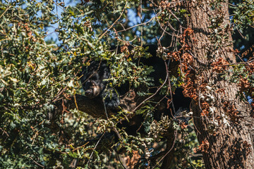 Discover the animals of the Peaugres safari in France and its bears