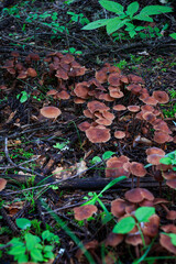 A pile of mushrooms grew out in the grass under the shade of the tree