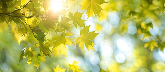 Summer branches of a maple tree adorned with fresh green leaves Summer backdrop featuring copy space