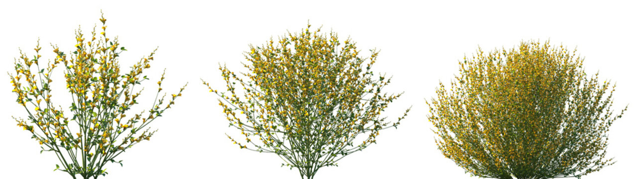 Set of 3 Spartium junceum (Spanish broom, rush broom or weaver's broom) frontal isolated png on a transparent background perfectly cutout