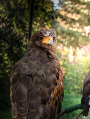 Proud and determined eagle in mountain environment