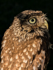 Sweet and cute owl with black background