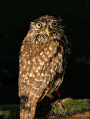 Sweet and cute owl with black background