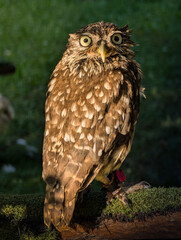 Sweet and cute owl in warm and cozy environment