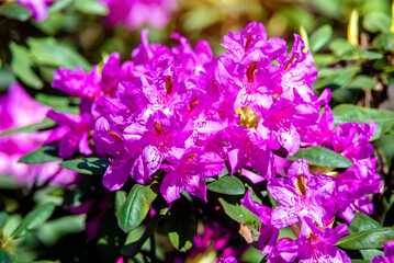pink rhododendron blooms in the Botanical garden
