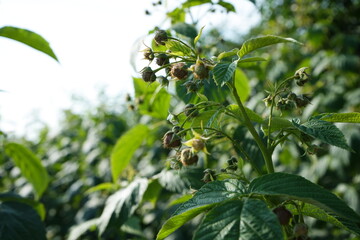 The image showcases a close-up of green raspberry plants with unripe berries and lush leaves, bathed in soft sunlight, creating a serene and natural garden setting.