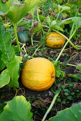 Obraz premium A ripe pumpkin lies on the ground amidst green leaves, with a smaller, unripe pumpkin and vines nearby, signaling the approach of harvest season.