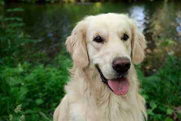 golden retriever portrait