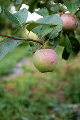 A close-up of a ripening apple hanging on a tree branch, with a blurred green background highlighting the fruit’s vibrant colors