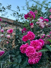 pink and white flowers