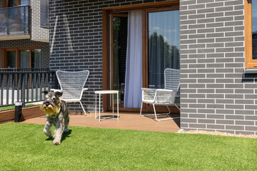 happy dog on terrace in sunny summer day
