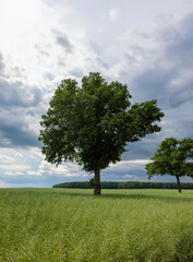 a tree growing in a rapeseed field in cloudy weather