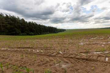 wet dirty corn in the ground after a thunderstorm with rain