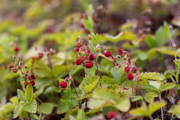 small wild strawberries in cloudy weather