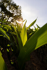 a green oak in green corn on a blue sky background