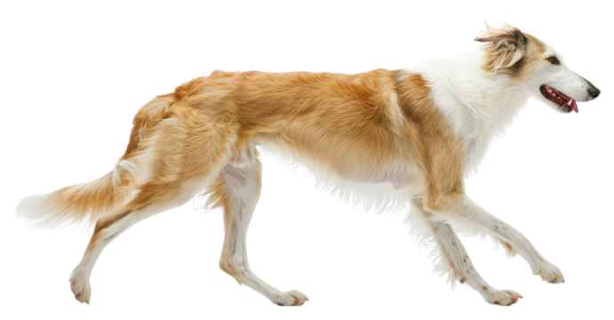 PNG  Elegant dog walking gracefully