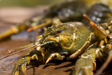 live river crayfish on a wooden table at a picnic