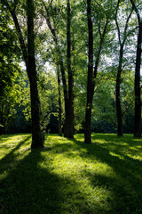 Fototapeta premium the sun shines through the green foliage of the trees in spring
