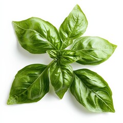Fototapeta premium Fresh Basil Leaves Isolated on White Background.