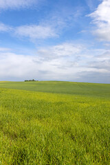 Fototapeta premium beautiful green wheat sprouts in sunny weather