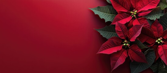 Beautiful Christmas arrangement featuring a poinsettia on a colored background. with copy space image. Place for adding text or design