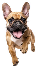 Obraz premium PNG Energetic French Bulldog jumping