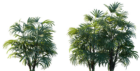 Set of Rhapis excelsa (commonly known as lady palm or bamboo palm) frontal medium and small isolated png on a transparent background perfectly cutout